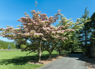 Amazing Chinese Fringe Tree Information Plus Care Tips Chinese Fringe Tree