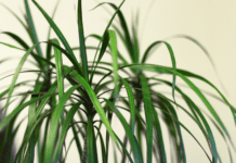 Dracaena Marginata: 1 Amazing Indoor Plant Dracaena marginata