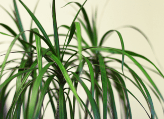 Dracaena Marginata: 1 Amazing Indoor Plant Dracaena marginata