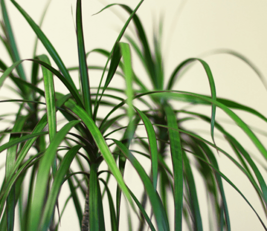 Dracaena Marginata: 1 Amazing Indoor Plant Dracaena marginata