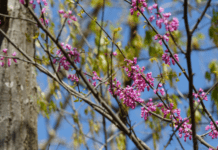 Eastern Redbud 1 Amazing Harbinger Of Spring Eastern Redbud