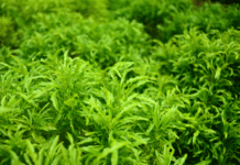 Ming Aralia (Polyscias fruticosa) Care And Maintenance Ming Aralia