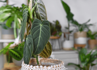 Philodendron Melanochrysum Care Plus 2 Malicious Problems Philodendron Melanochrysum