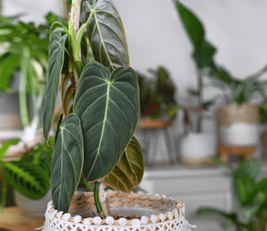 Philodendron Melanochrysum Care Plus 2 Malicious Problems Philodendron Melanochrysum