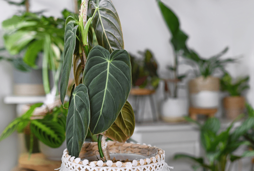 Philodendron Melanochrysum Care Plus 2 Malicious Problems - Gardenfrontier