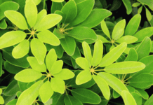 2 Schefflera Plant Important Informations Schefflera