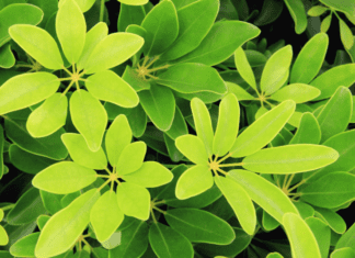 2 Schefflera Plant Important Informations Schefflera