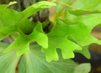 Staghorn Fern Information Plus 4 Important Tips Staghorn Fern