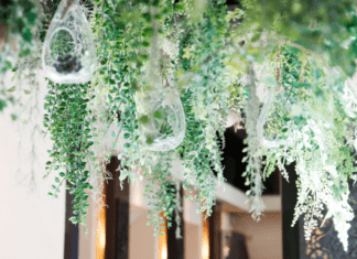 How To Grow Air Plants: Epiphyte Cultivating Air Plants