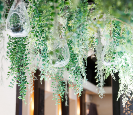 How To Grow Air Plants: Epiphyte Cultivating Air Plants