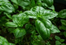 Basil Common Varieties Plus 4 Easy Growing Tips Basil