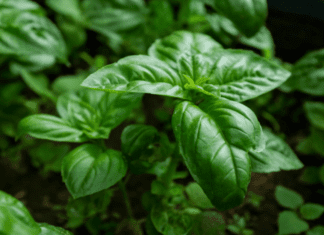 Basil Common Varieties Plus 4 Easy Growing Tips Basil