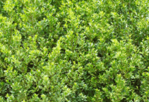 Bay Laurel Grow and Care Tips Bay Laurel