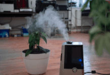 Do Plants Like Humidifiers And Houseplants Care Do Plants Like Humidifiers