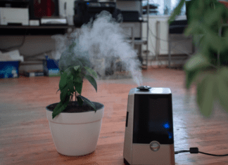 Do Plants Like Humidifiers And Houseplants Care Do Plants Like Humidifiers