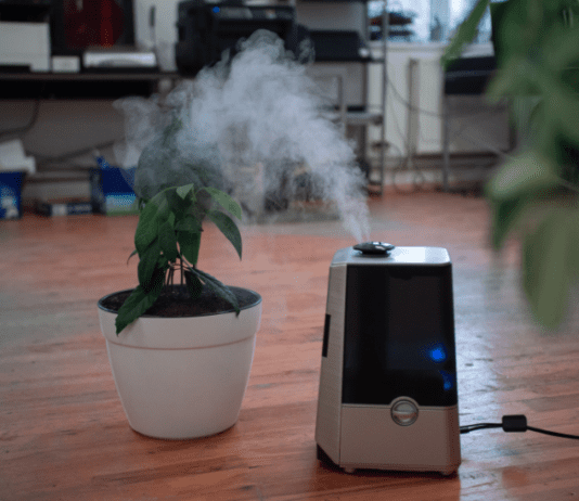 Do Plants Like Humidifiers And Houseplants Care Do Plants Like Humidifiers
