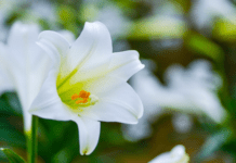 Easter Lilies: 10 Easy Tips On Growing Easter lilies