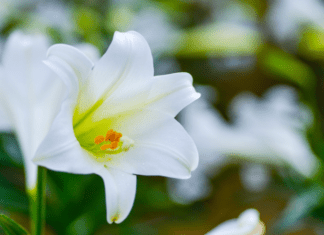 Easter Lilies: 10 Easy Tips On Growing Easter lilies