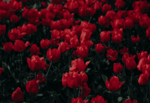 Flowers Power for Valentine’s Day; 6 Selected Bouquets Will Convey A Variety Of Feelings Flowers