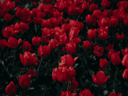 Flowers Power for Valentine’s Day; 6 Selected Bouquets Will Convey A Variety Of Feelings Flowers