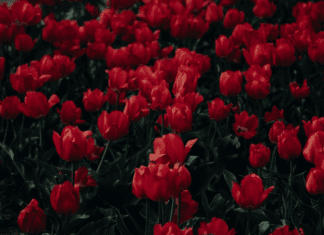 Flowers Power for Valentine’s Day; 6 Selected Bouquets Will Convey A Variety Of Feelings Flowers