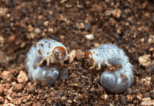 White Grubs Approved Control Methods Grubs