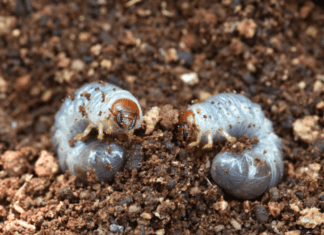 White Grubs Approved Control Methods Grubs