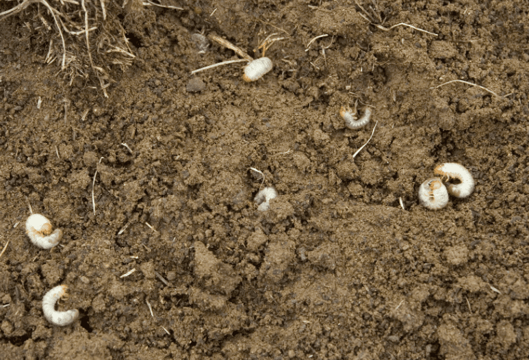 Grubs in the ground