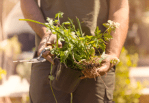 6 Healthy Weed Plants You Will Find Useful Healthy Weed Plants