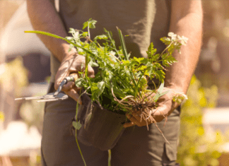 6 Healthy Weed Plants You Will Find Useful Healthy Weed Plants