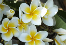 Jasmine Growing Tips: 4 Best Buys You Can Plant In Your Backyard Jasmine