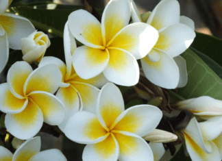 Jasmine Growing Tips: 4 Best Buys You Can Plant In Your Backyard Jasmine