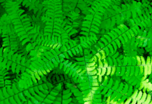 Maidenhair Fern Grow And 3 Essential Care Tips Indoor And Outdoor Maidenhair fern