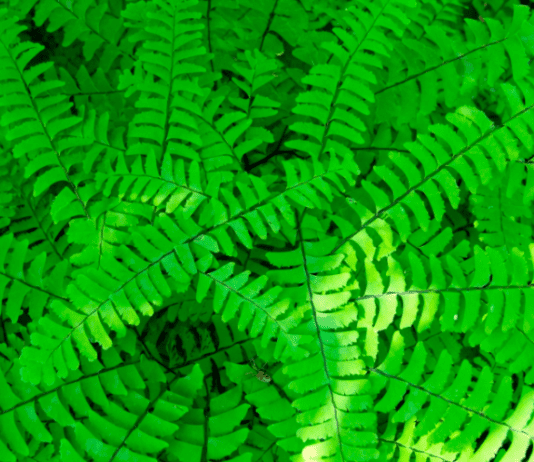 Maidenhair Fern Grow And 3 Essential Care Tips Indoor And Outdoor Maidenhair fern
