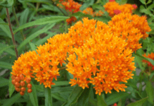 Milkweed Provides Stage For 1 Magic Monarch Butterfly Milkweed