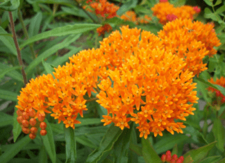 Milkweed Provides Stage For 1 Magic Monarch Butterfly Milkweed