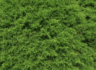 Mission Arborvitae Plus 2 Arborvitae For Tight Spaces Mission Arborvitae