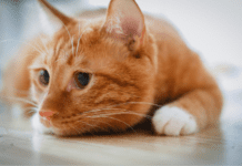 Orange Cat And 10 Fascinating Facts About Orange Cat Orange Cat