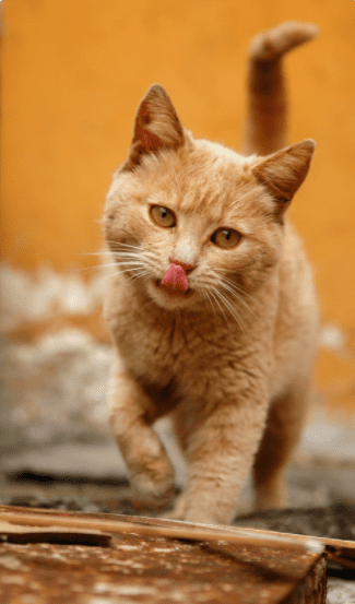Orange Cat Cute