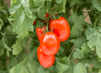 What is a Plum Tomato – Plus Extra 10 Minute Tomato Sauce Plum tomato