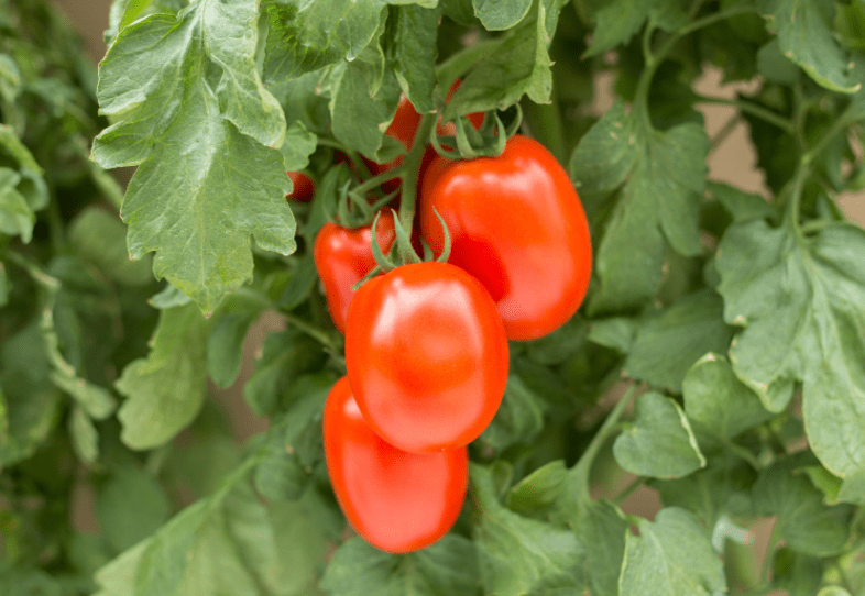 Plum tomato