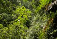 Podocarpus Plant: Find Out More On Amazing Podocarpus Yew Pine Trees