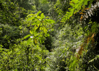 Podocarpus Plant: Find Out More On Amazing Podocarpus Yew Pine Trees