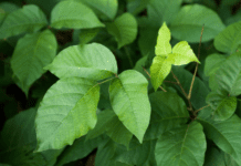 Poison Ivy and Toxic Oak: 5 Questions To Ask Your Doctor Poison Ivy