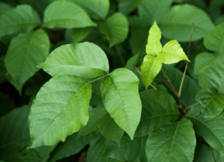 Poison Ivy and Toxic Oak: 5 Questions To Ask Your Doctor Poison Ivy