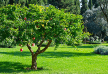 Pomegranate Tree History And 5 Easy Steps To Plant It Pomegranate tree