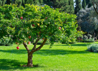 Pomegranate Tree History And 5 Easy Steps To Plant It Pomegranate tree
