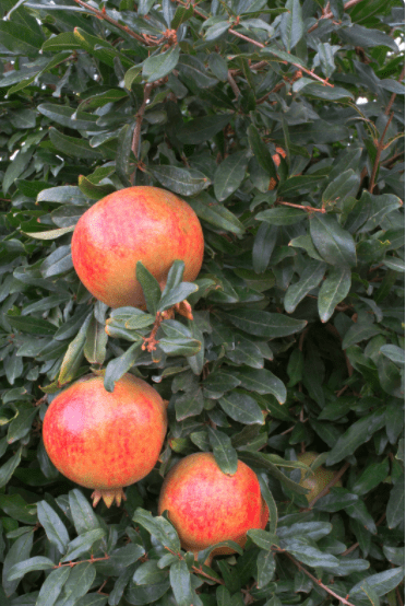 Pomegranate trees close up