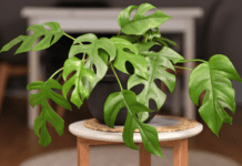 Rhaphidophora Tetrasperma: 1 Extremely Expensive Plant Rhaphidophora Tetrasperma