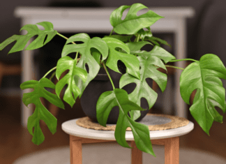 Rhaphidophora Tetrasperma: 1 Extremely Expensive Plant Rhaphidophora Tetrasperma